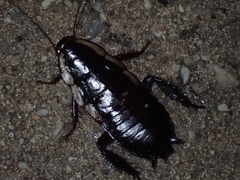 Drymaplaneta semivitta