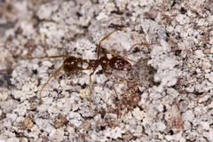 Aphaenogaster longiceps