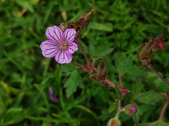 Geranium seemannii