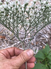 Eriogonum multiflorum