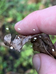 Marasmius epiphyllus