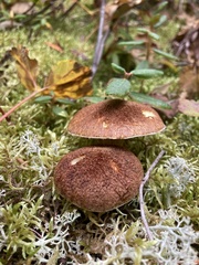 Suillus