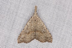 Trigonistis asthenopa