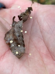 Marasmius epiphyllus