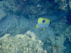 Chaetodon unimaculatus