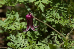 Clematis pitcheri