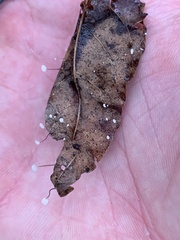 Marasmius epiphyllus