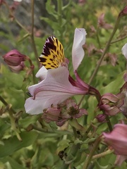Alstroemeria magnifica