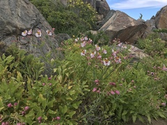 Alstroemeria magnifica