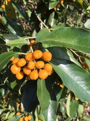 Pittosporum ferrugineum