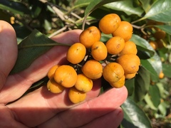 Pittosporum ferrugineum