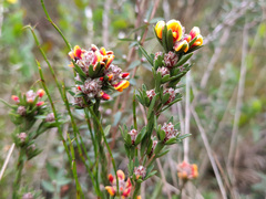 Pultenaea dentata