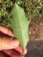 Pittosporum ferrugineum
