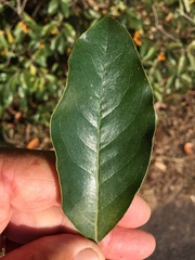 Pittosporum ferrugineum