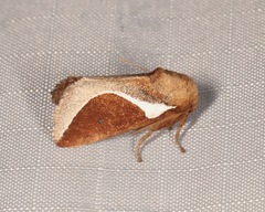 Prolimacodes badia
