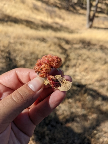 iNaturalist observation photo of Crystalline Gall Wasp