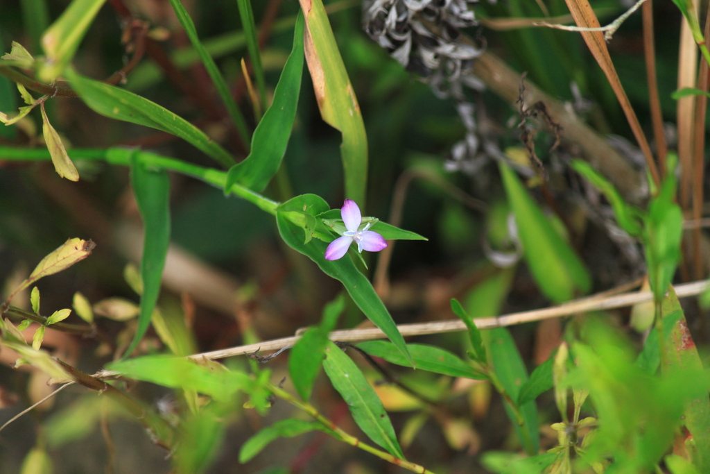 Murdannia triquetra (Murdannia triquetra)