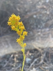Solidago guiradonis