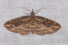 Chloroclystis filata