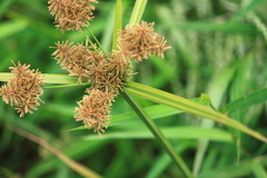 Cyperus difformis