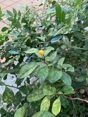 Solanum diphyllum
