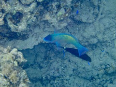 Scarus psittacus