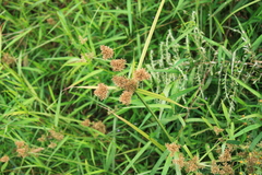 Cyperus difformis