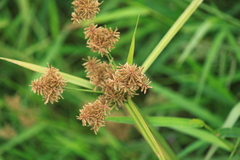 Cyperus difformis