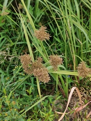 Cyperus difformis