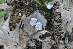 Cortinarius traganus