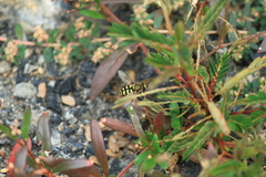 Eupeodes corollae