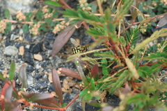 Eupeodes corollae