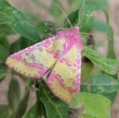 Psectrotarsia suavis