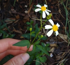 Bidens alba