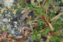 Eupeodes corollae