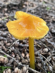 Hygrocybe acutoconica