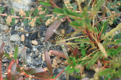 Eupeodes corollae