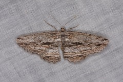 Scioglyptis chionomera