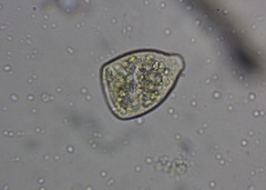 Sessilida