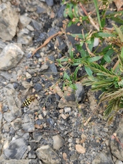 Eupeodes corollae