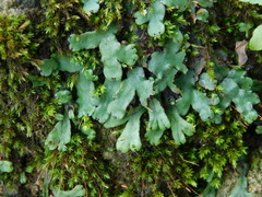 Marchantia