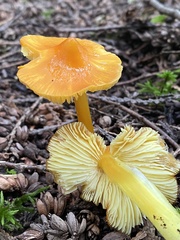 Hygrocybe acutoconica