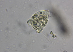Sessilida