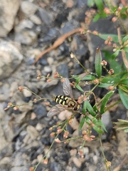 Eupeodes corollae