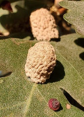 Cynips multipunctata