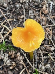 Hygrocybe acutoconica
