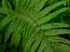 Amblovenatum immersum