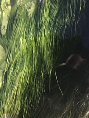 Zannichellia palustris