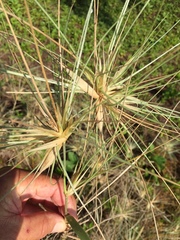 Spinifex