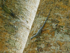 Sphenomorphus sanctus